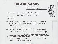 Rigidoporus lineatus image