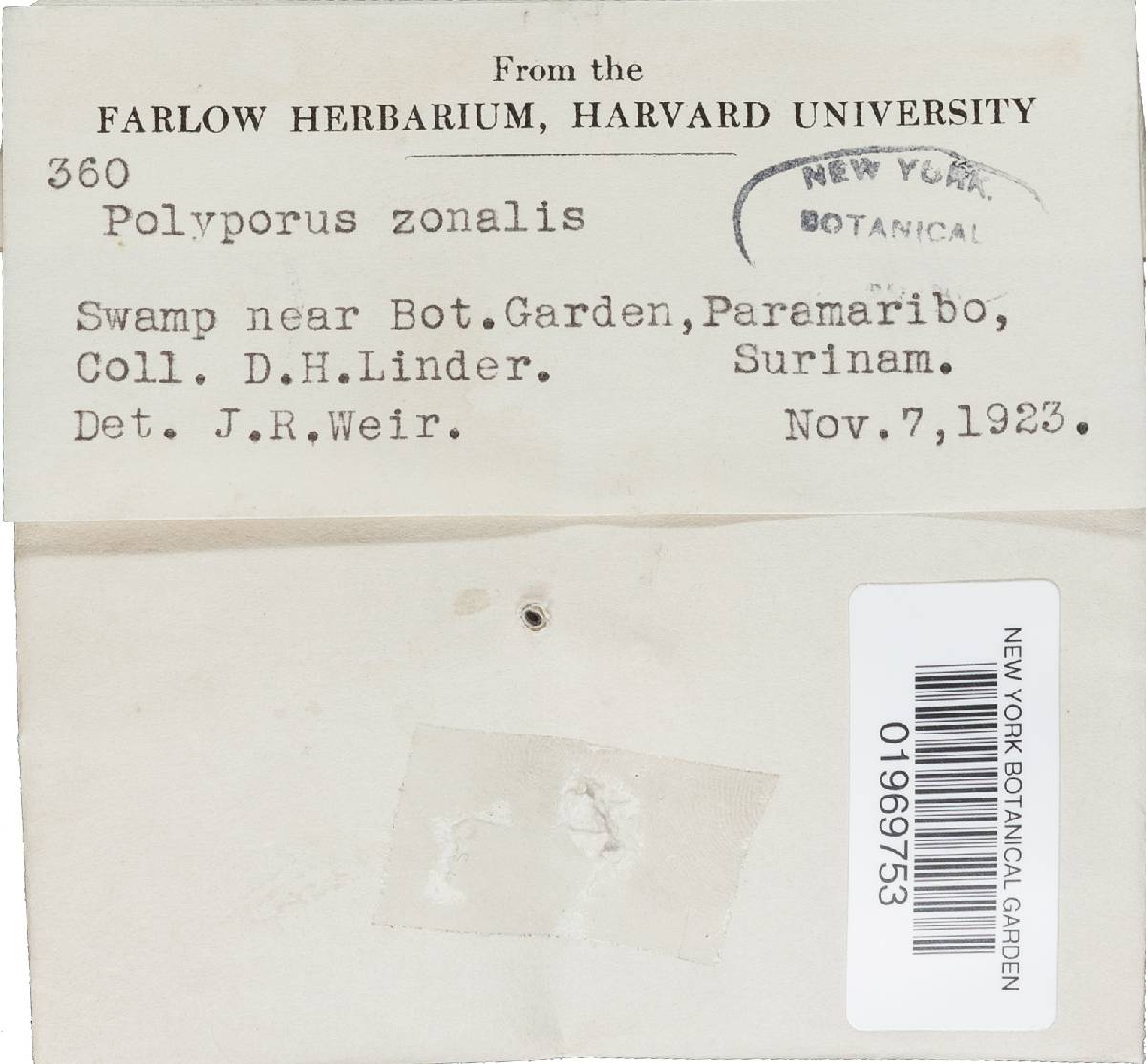 Rigidoporus lineatus image