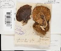 Polyporus brumalis image