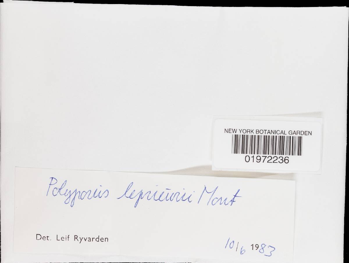 Polyporus leprieurii image