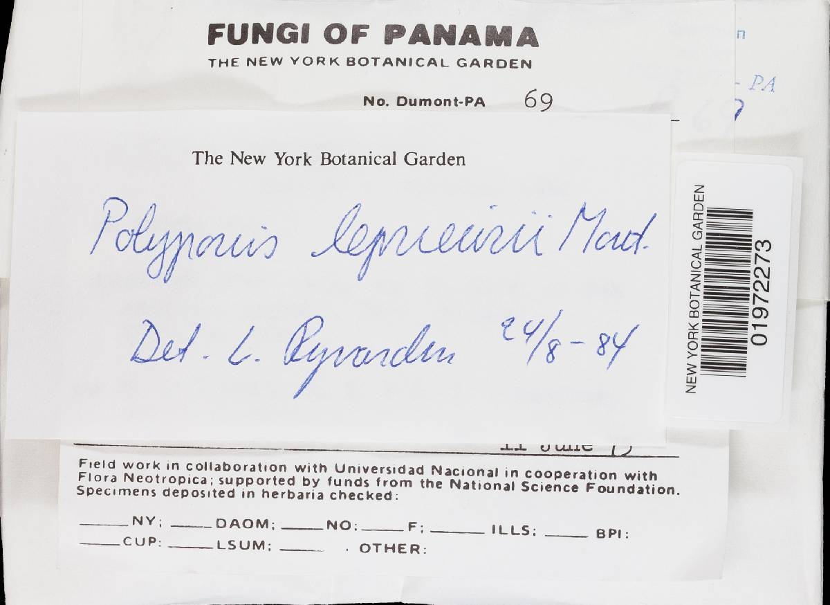 Polyporus leprieurii image