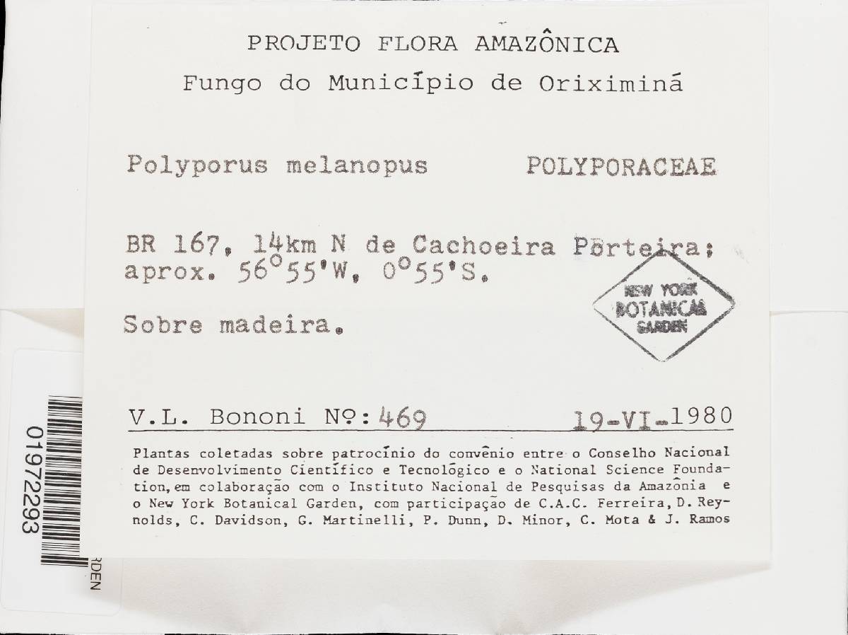 Polyporus guianensis image