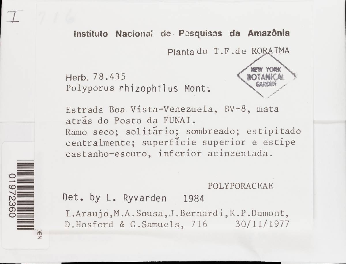 Polyporus rhizophilus image