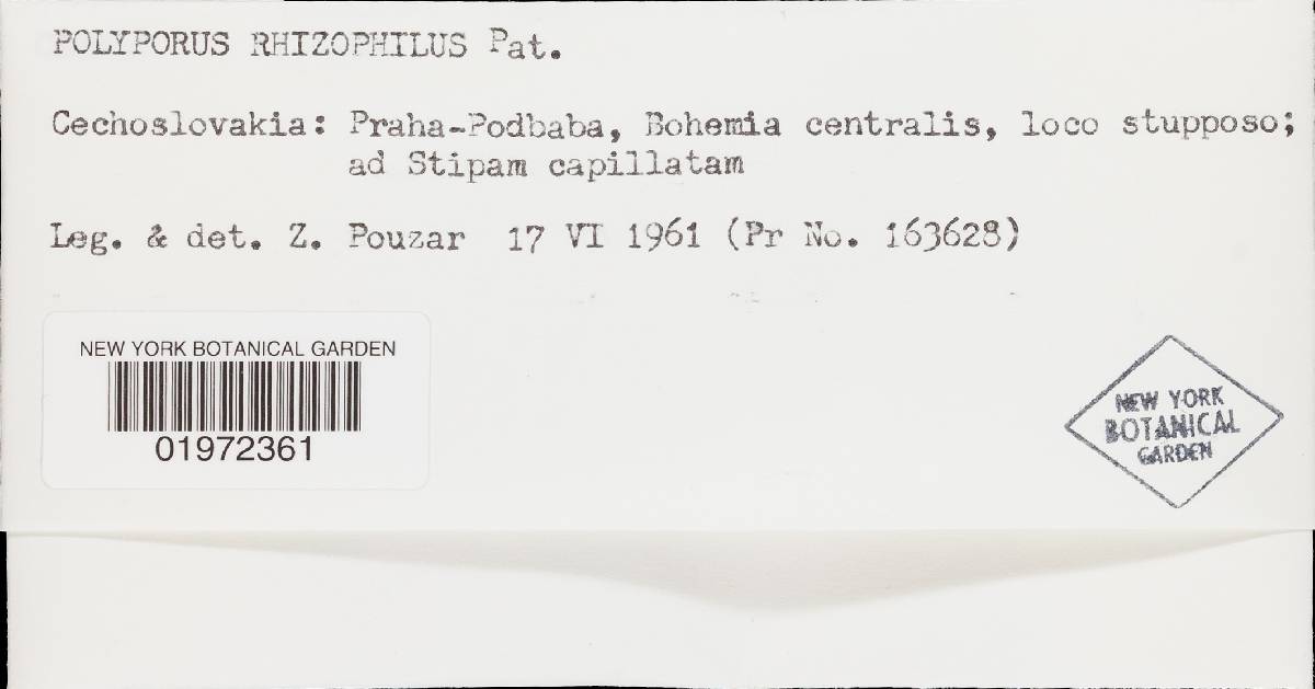 Polyporus rhizophilus image