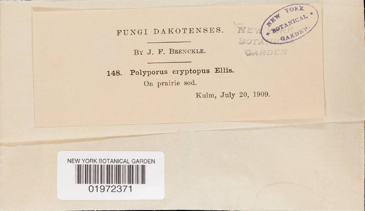 Polyporus rhizophilus image