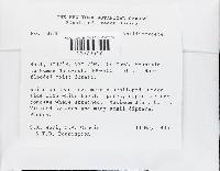 Favolus tenuiculus image