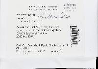 Favolus tenuiculus image