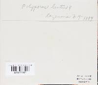 Polyporus tuberaster image