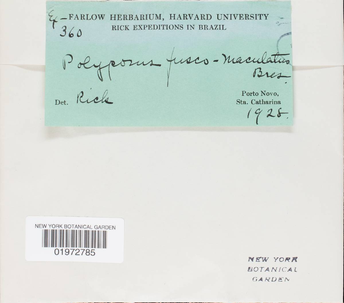Polyporus udus image