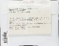 Polyporus varius image