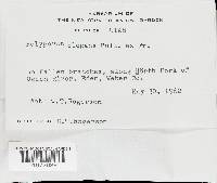 Polyporus varius image