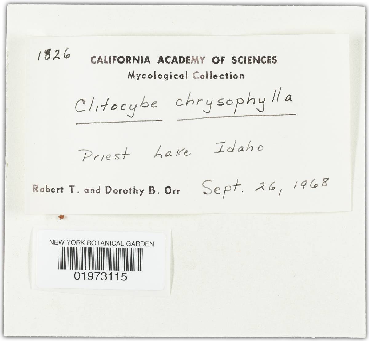 Clitocybe chrysophylla image