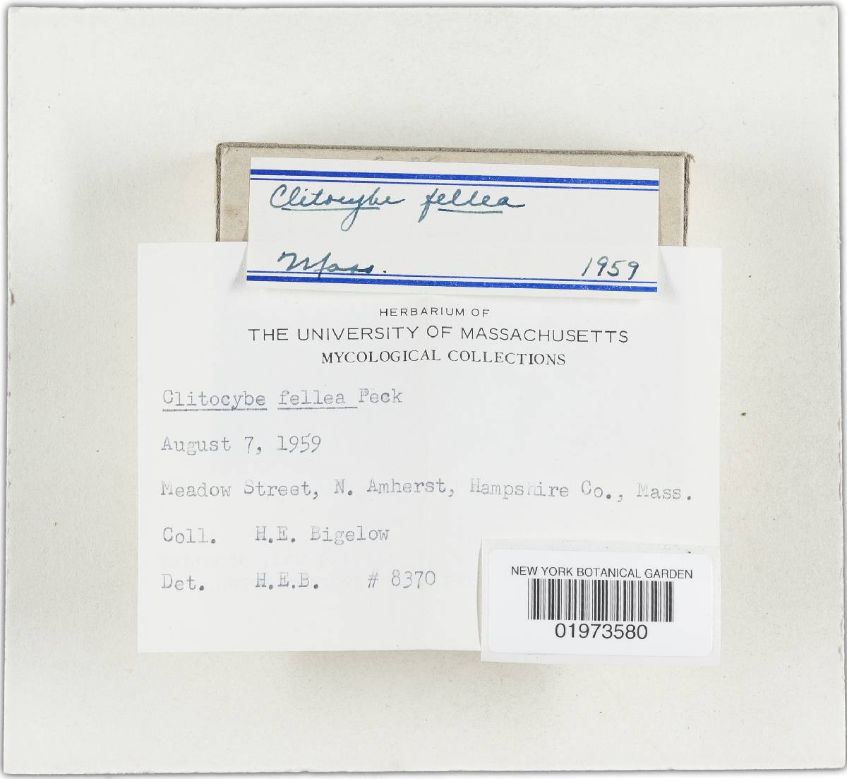 Clitocybe fellea image