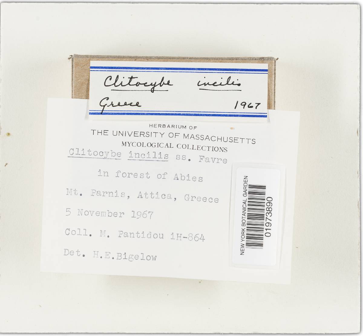 Clitocybe costata image