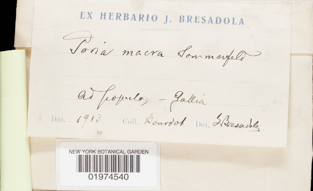 Antrodia macra image