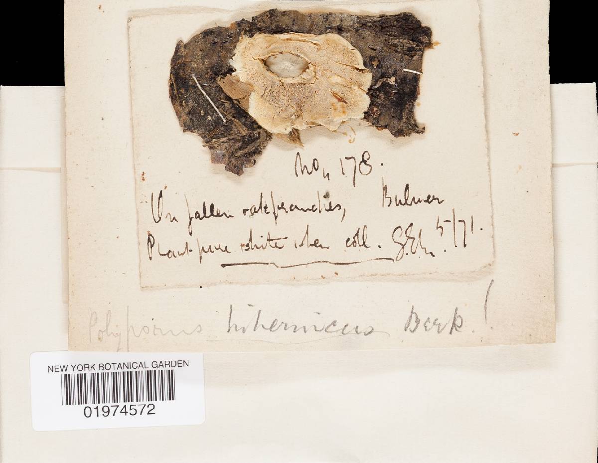 Postia hibernica image