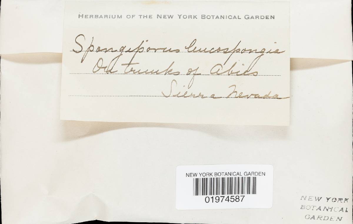 Oligoporus leucospongia image