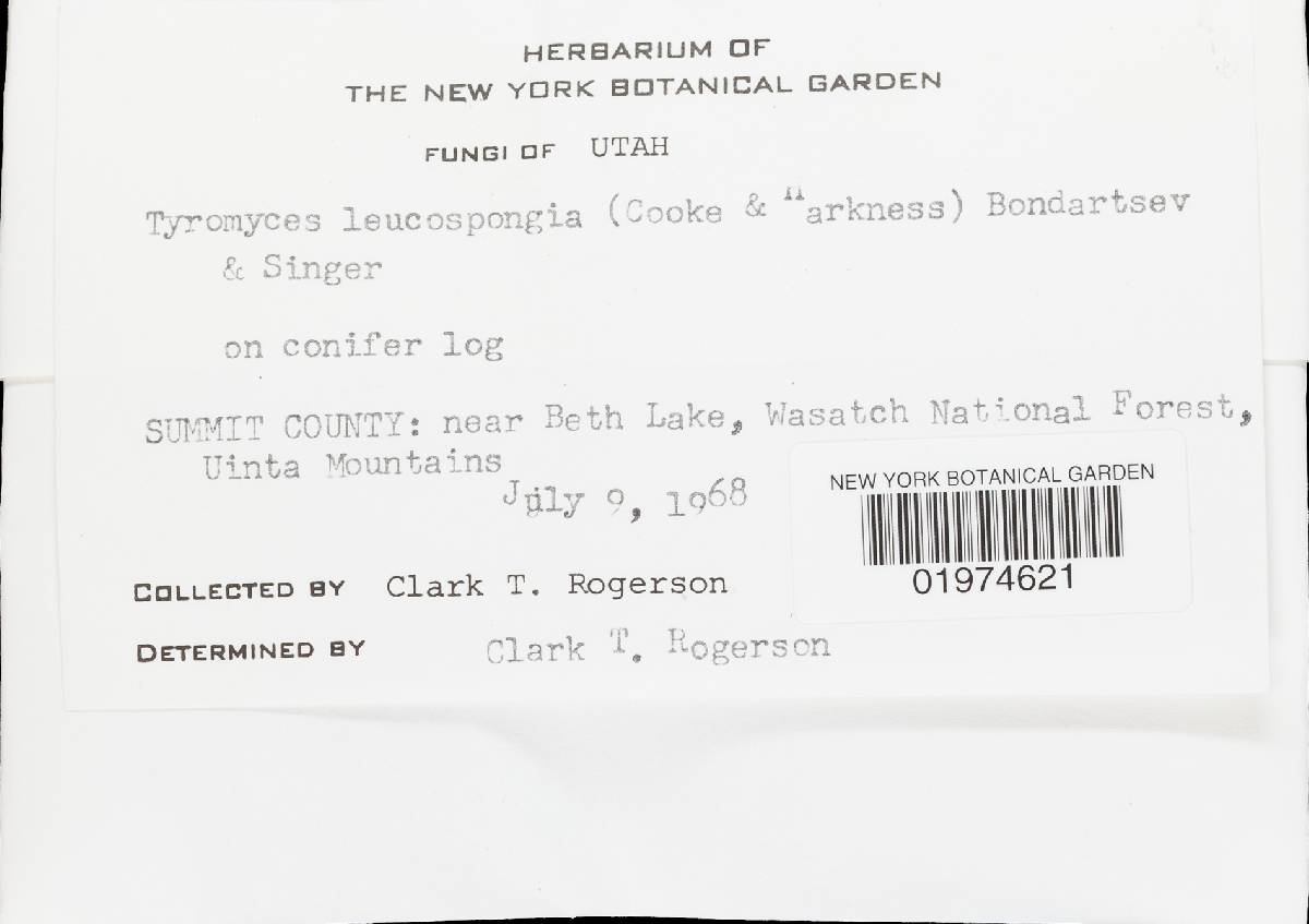 Oligoporus leucospongia image
