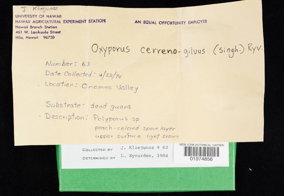 Oxyporus cervinogilvus image