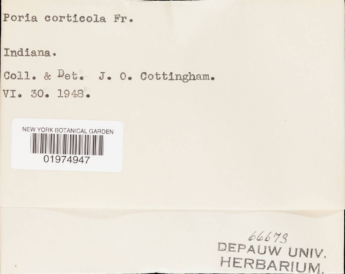Oxyporus corticola image