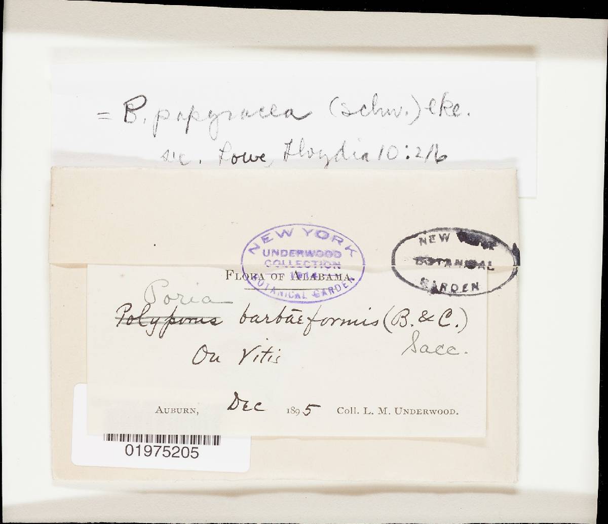 Pachykytospora papyracea image