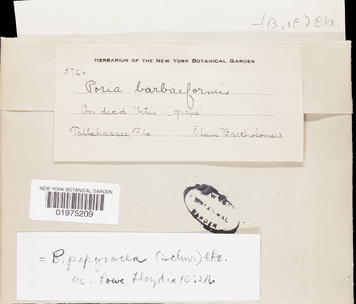 Pachykytospora papyracea image