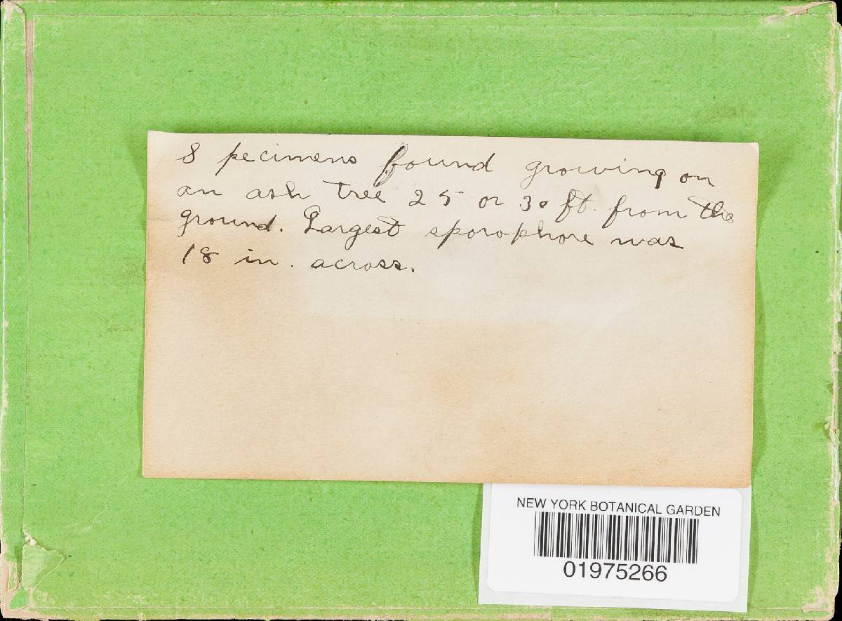 Perenniporia fraxinophila image