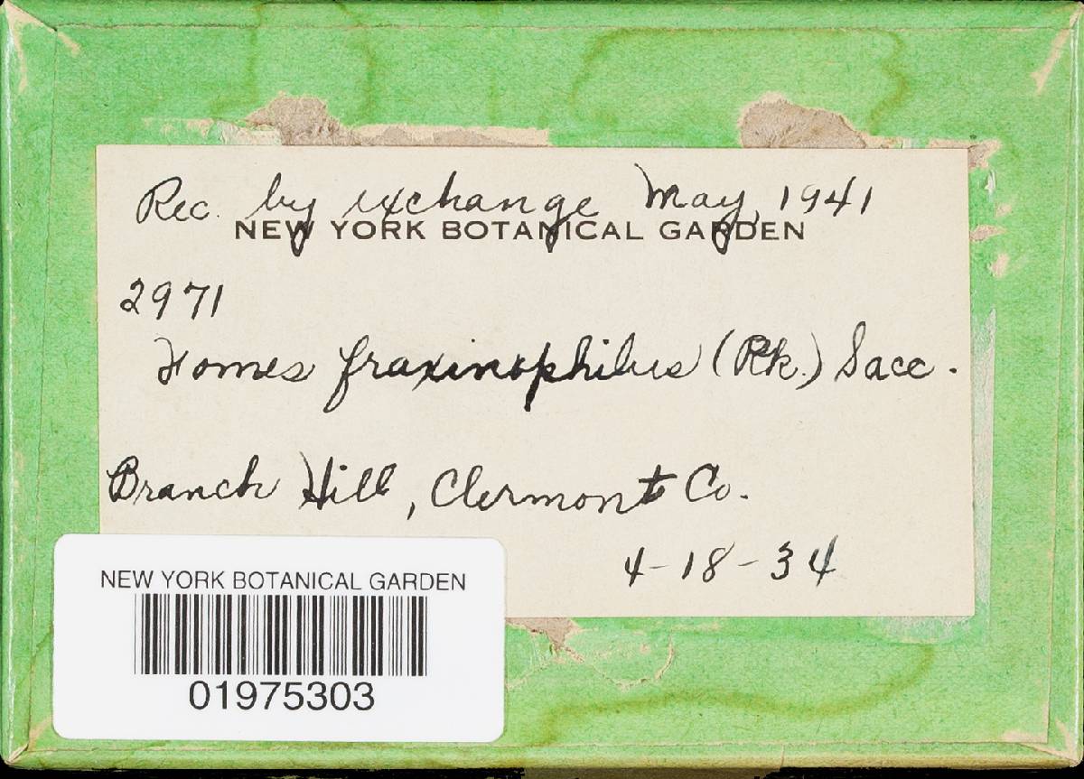 Perenniporia fraxinophila image