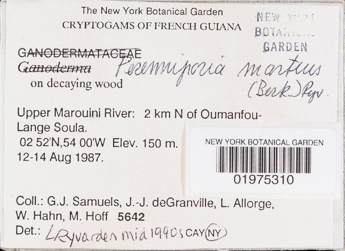 Perenniporia martia image