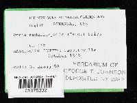 Perenniporia medulla-panis image