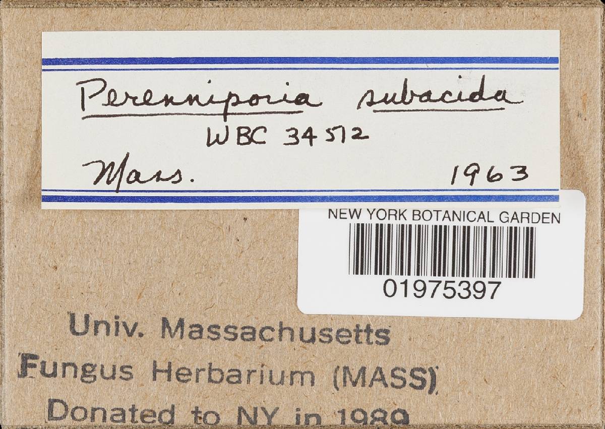 Perenniporia subacida image