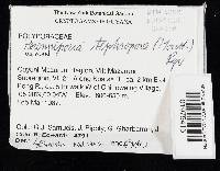 Loweporus tephroporus image