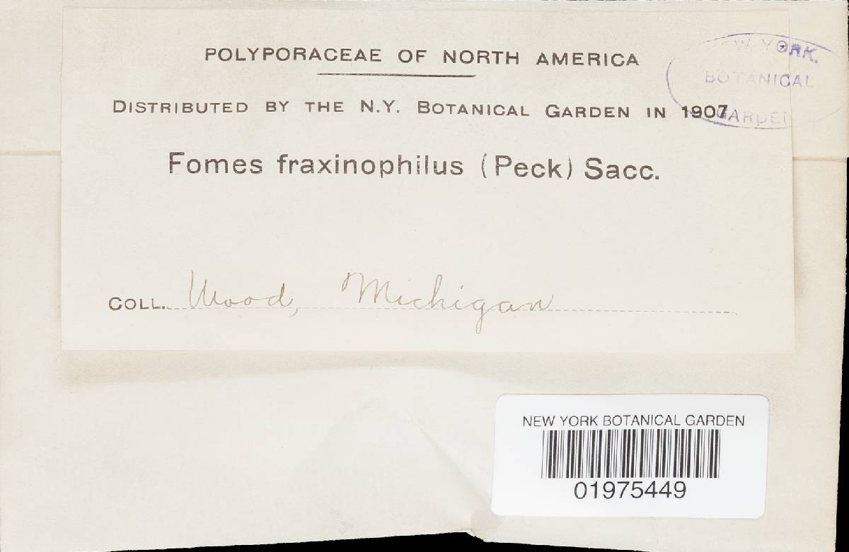 Perenniporia fraxinophila image