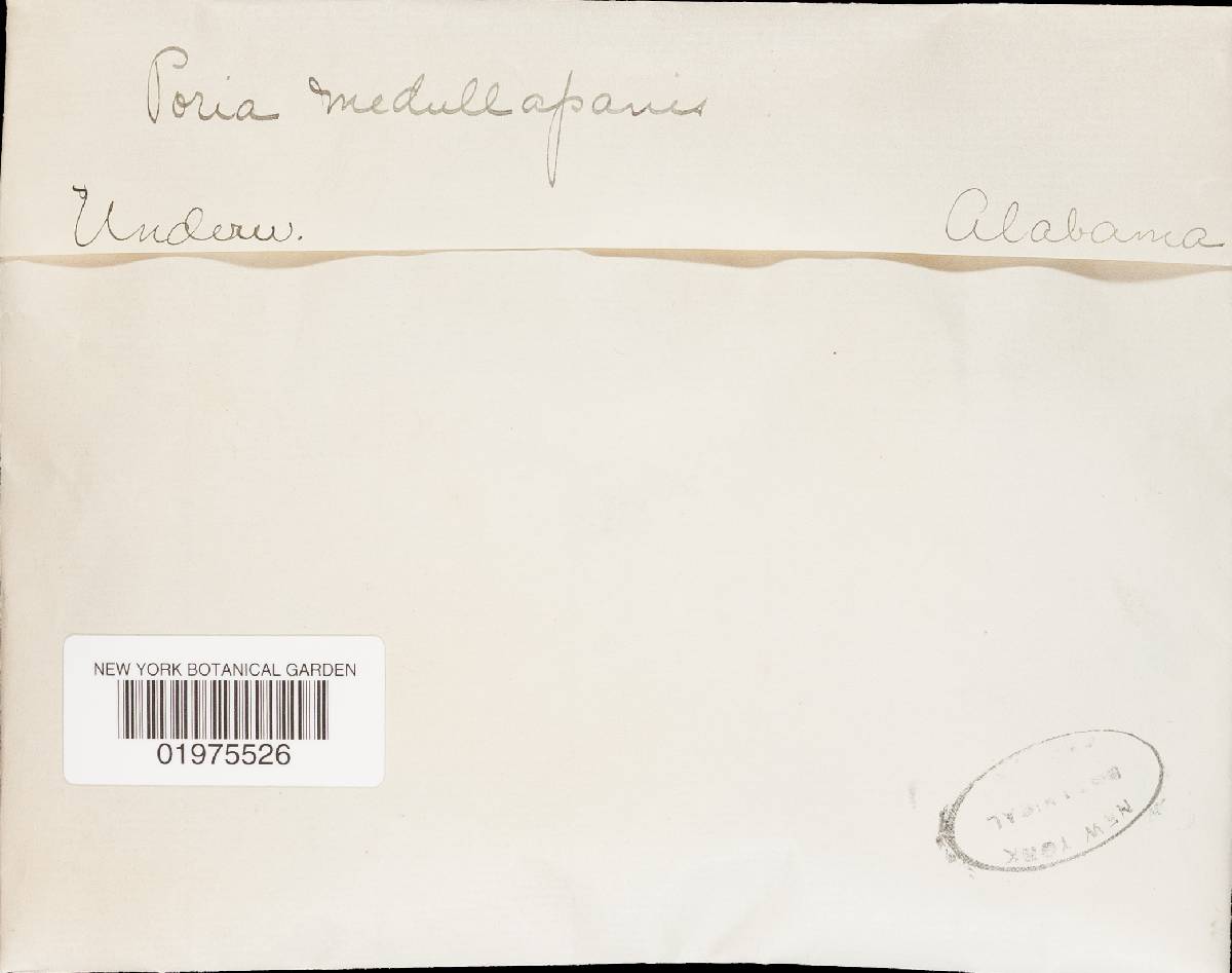 Perenniporia medulla-panis image