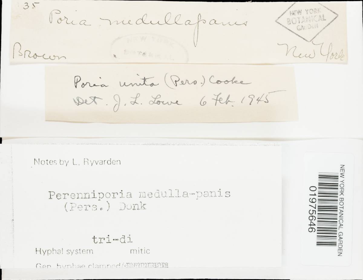 Perenniporia medulla-panis image