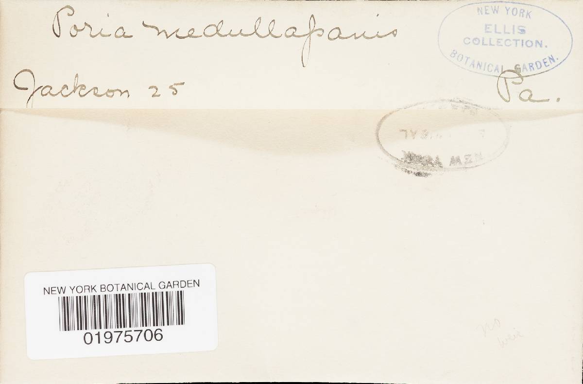 Perenniporia medulla-panis image