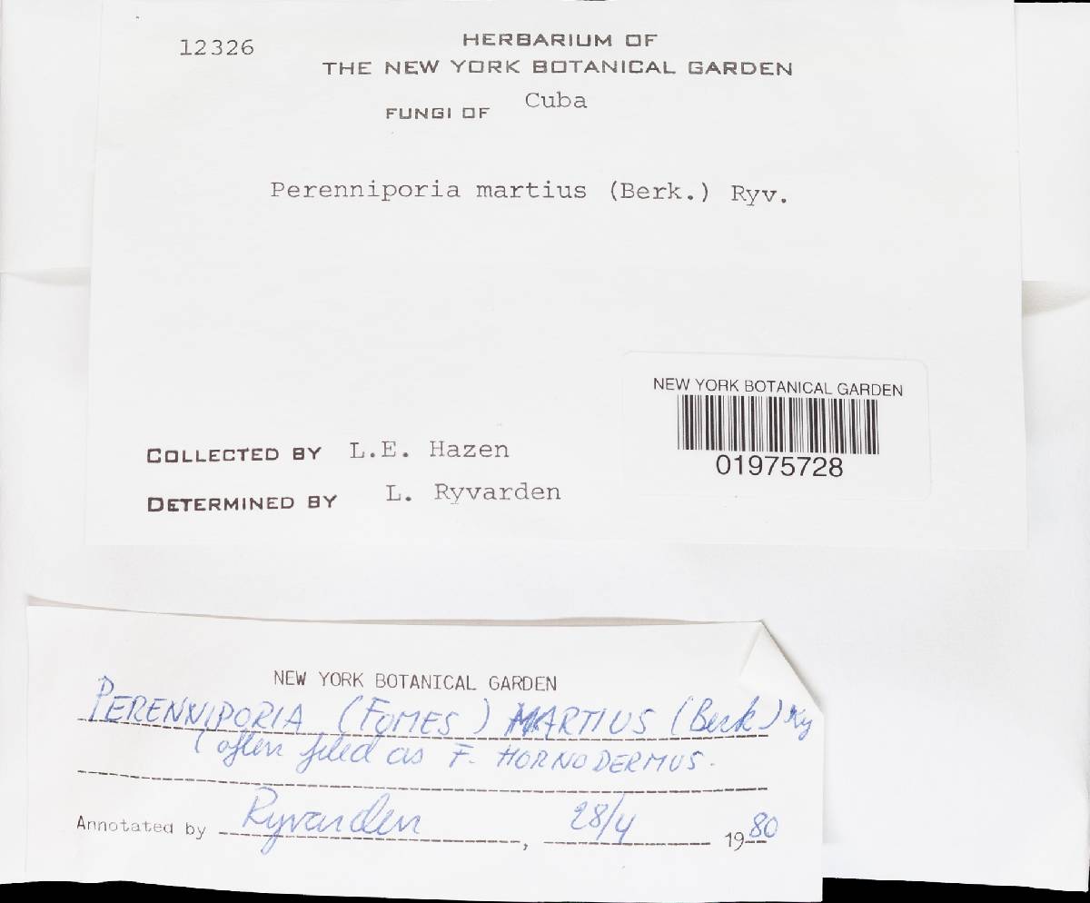 Perenniporia martia image