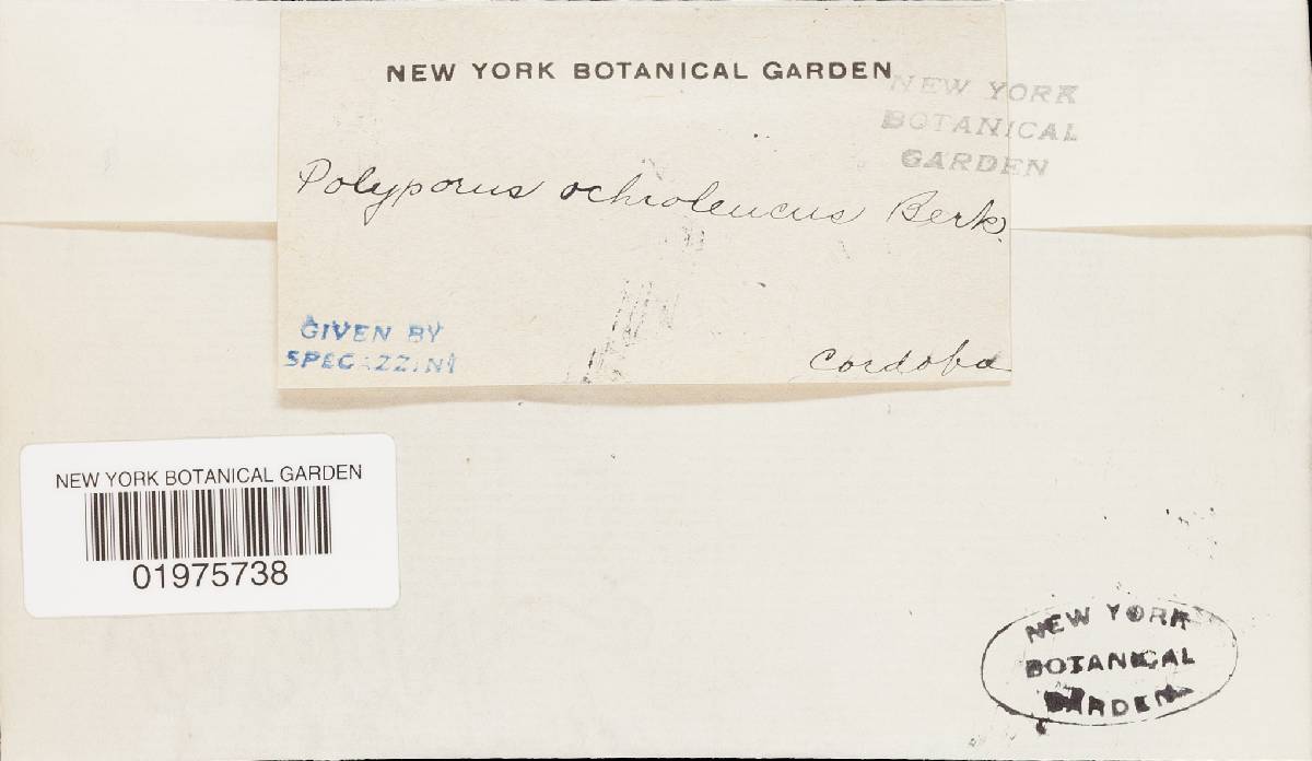 Perenniporia ochroleuca image