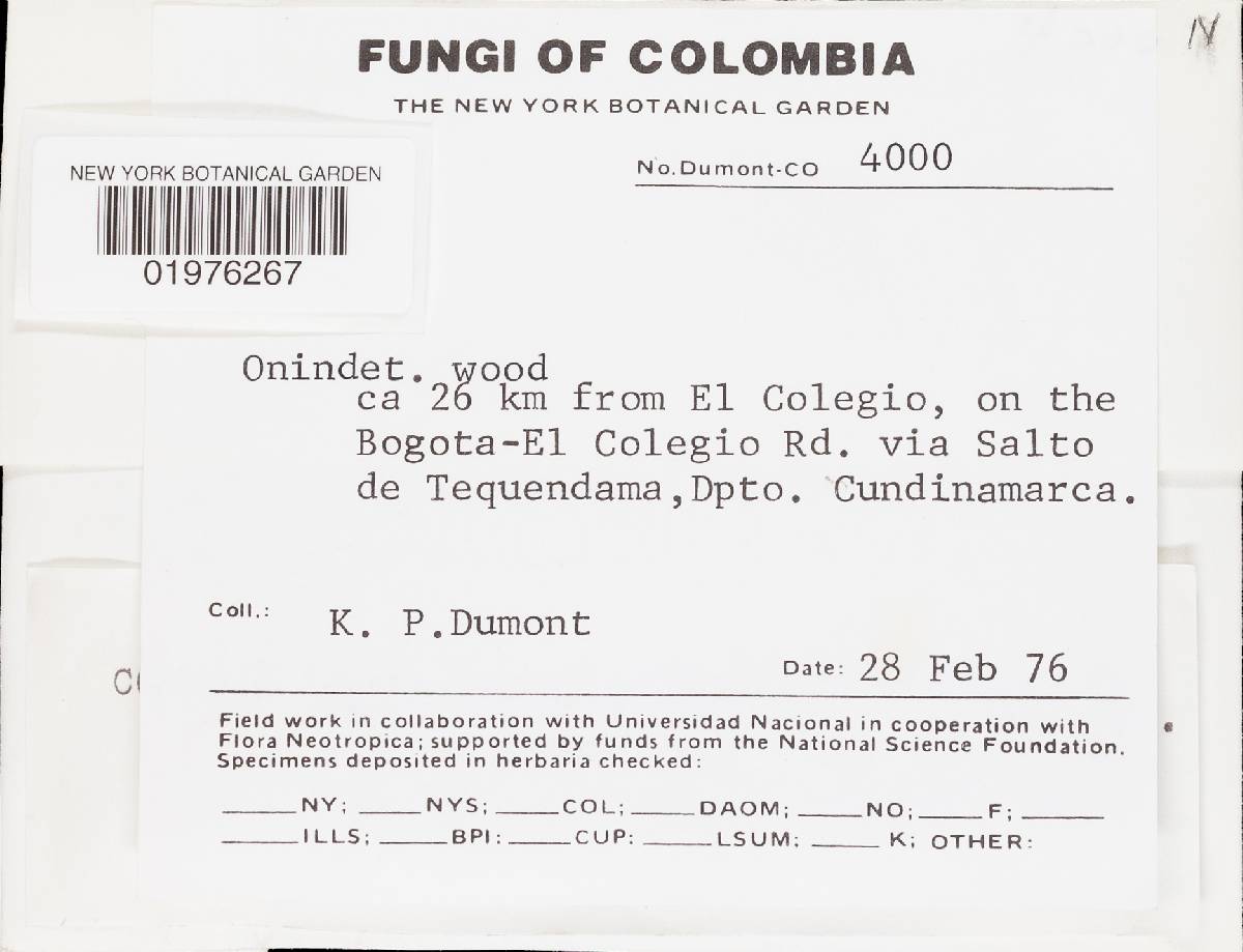 Rigidoporus sanguinolentus image
