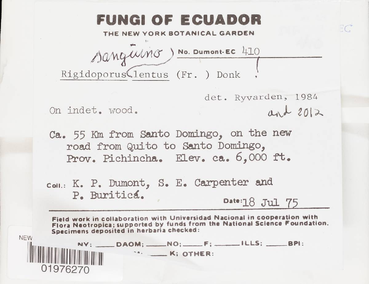 Rigidoporus sanguinolentus image