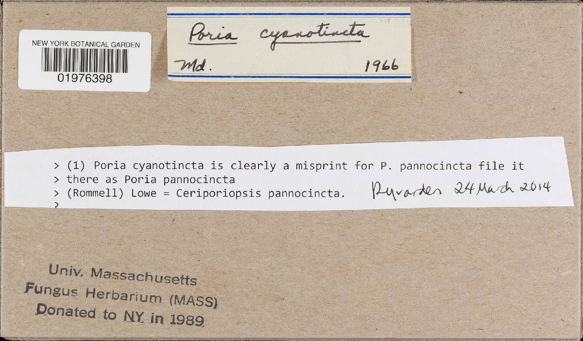 Gloeoporus pannocinctus image