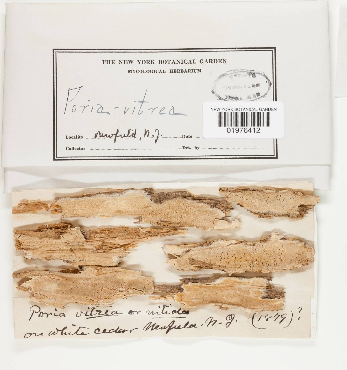 Physisporinus vitreus image