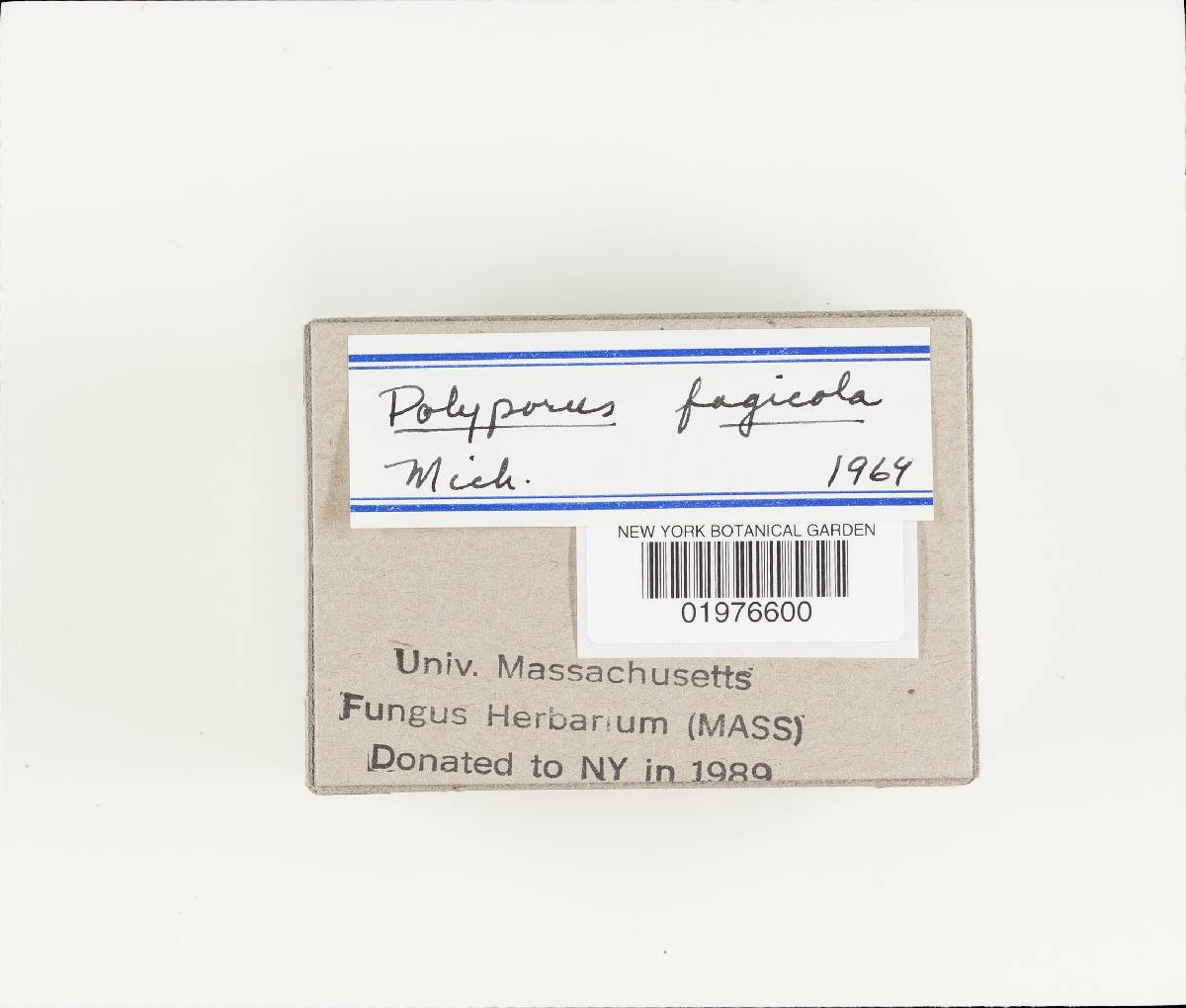 Polyporus admirabilis image