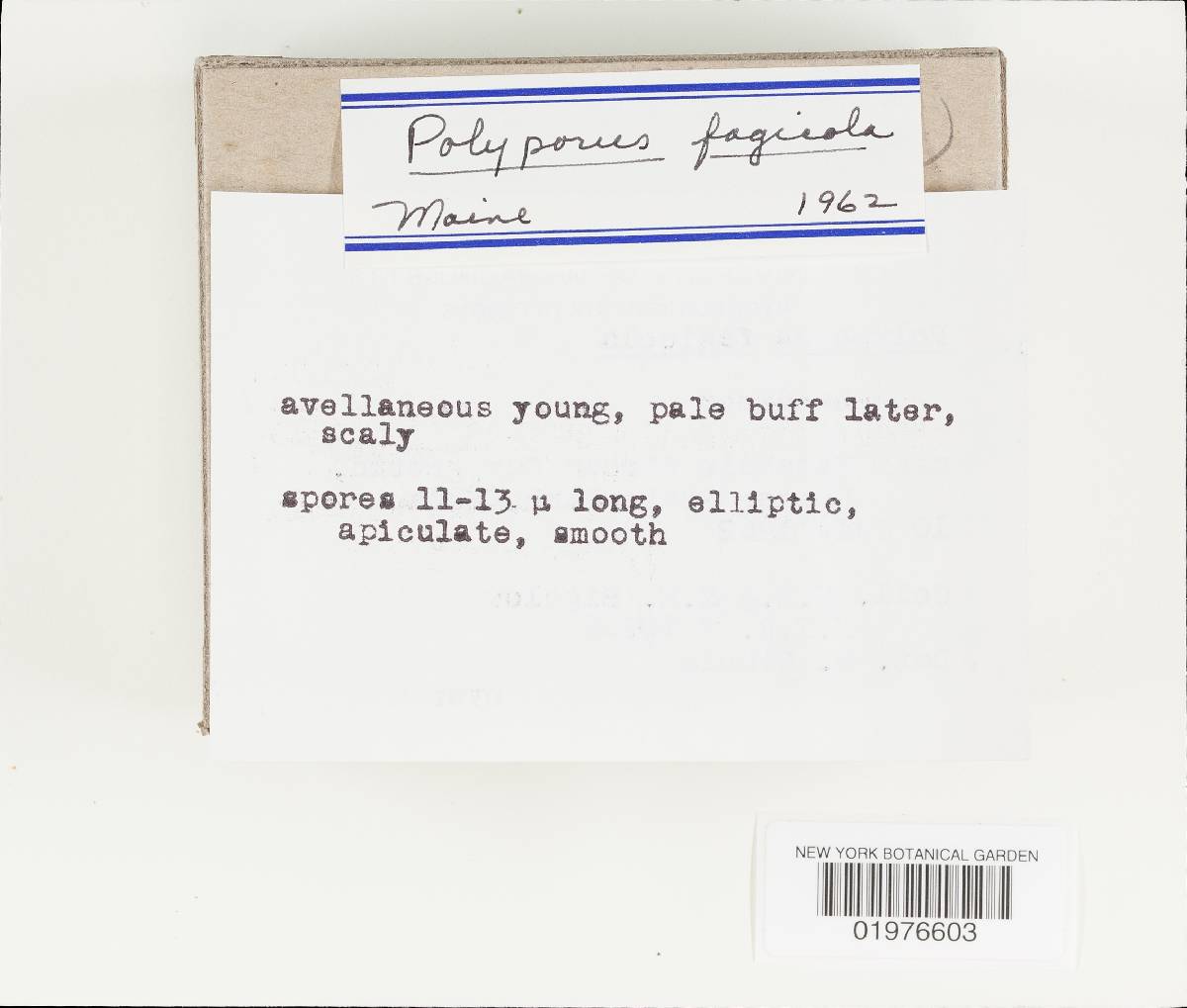 Polyporus admirabilis image