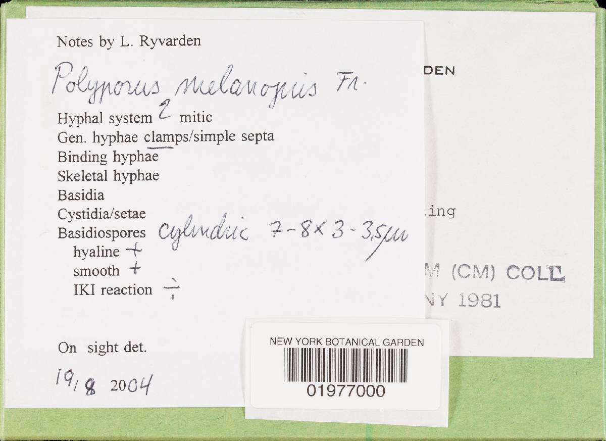 Polyporus guianensis image
