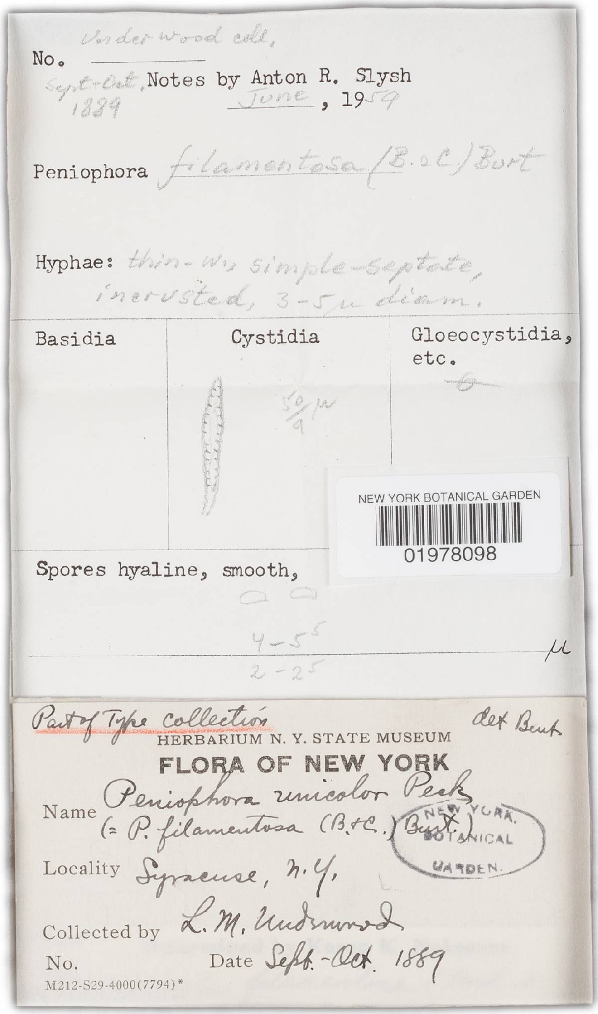 Rhizochaete filamentosa image