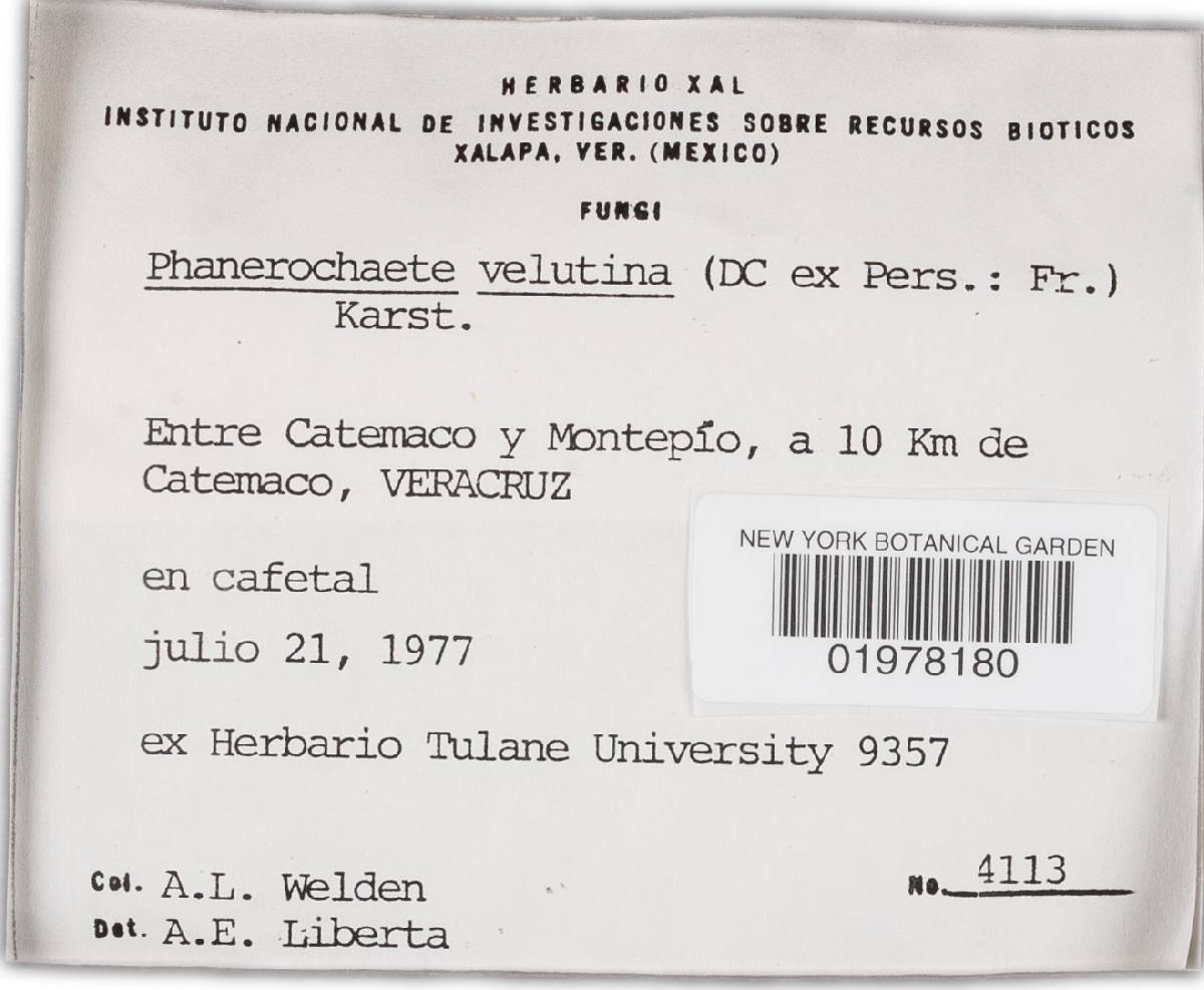 Phanerochaete velutina image
