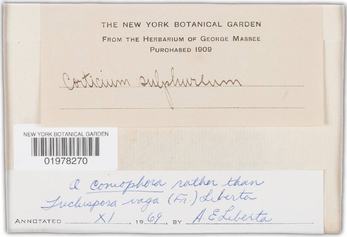 Xenasmatella image