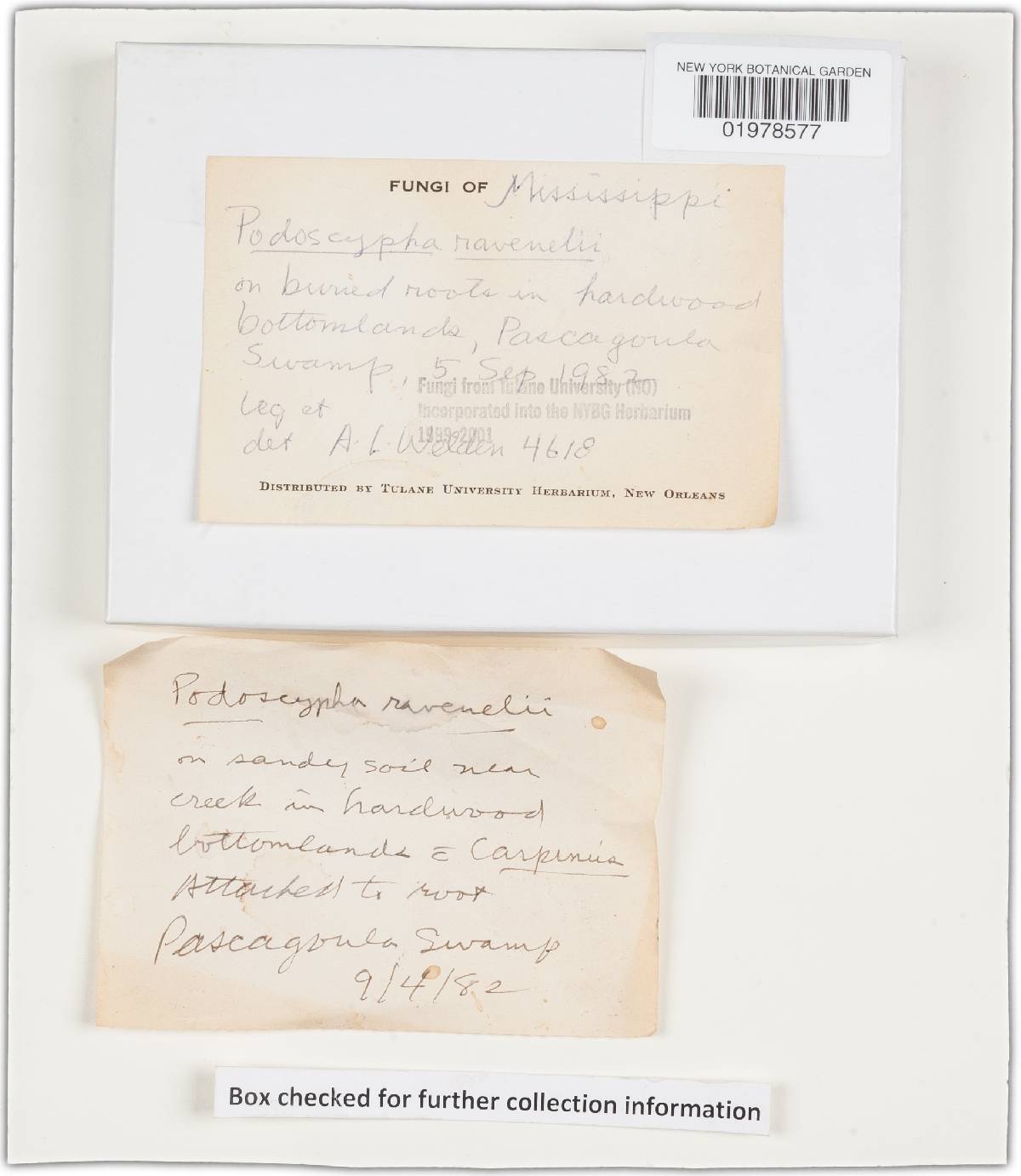 Podoscypha ravenelii image