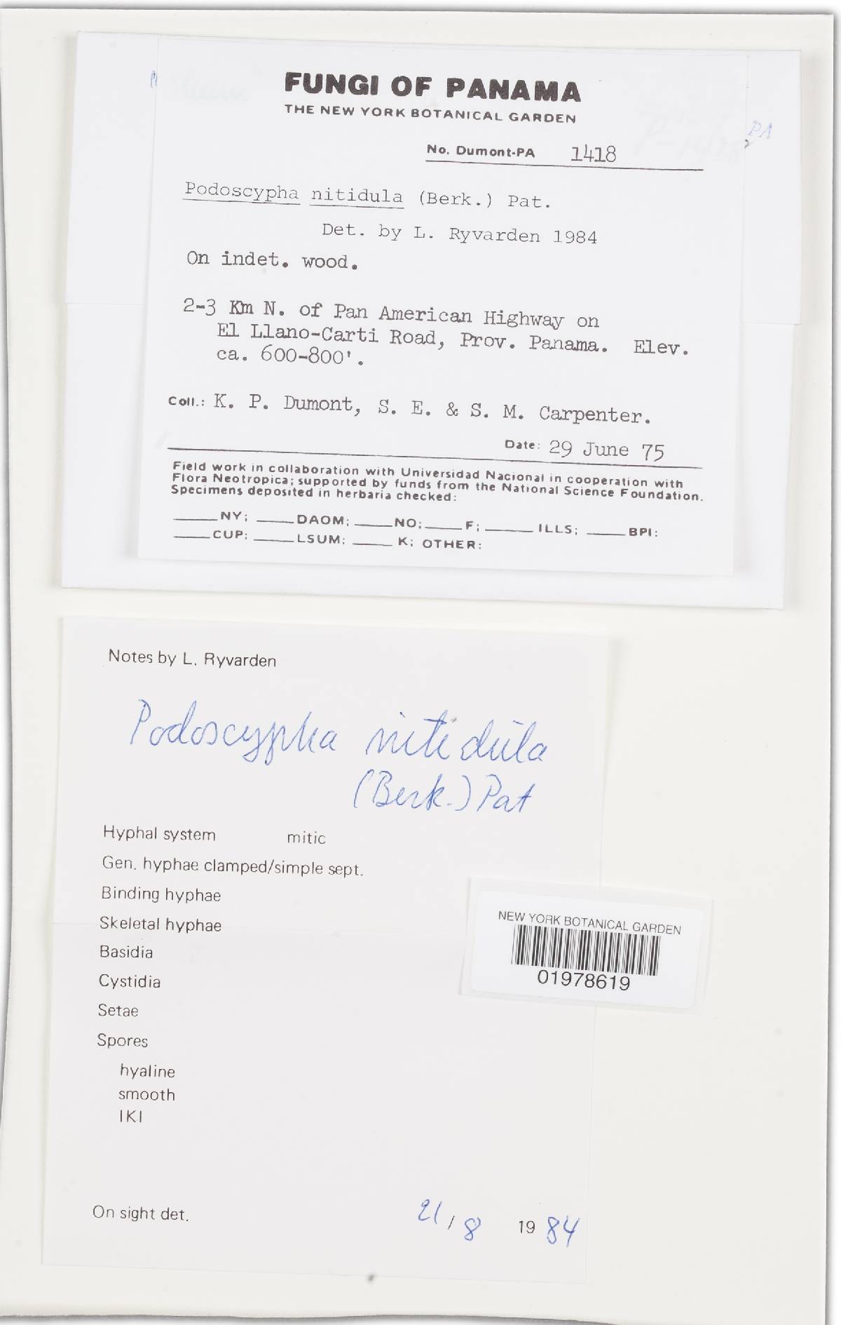 Podoscypha nitidula image